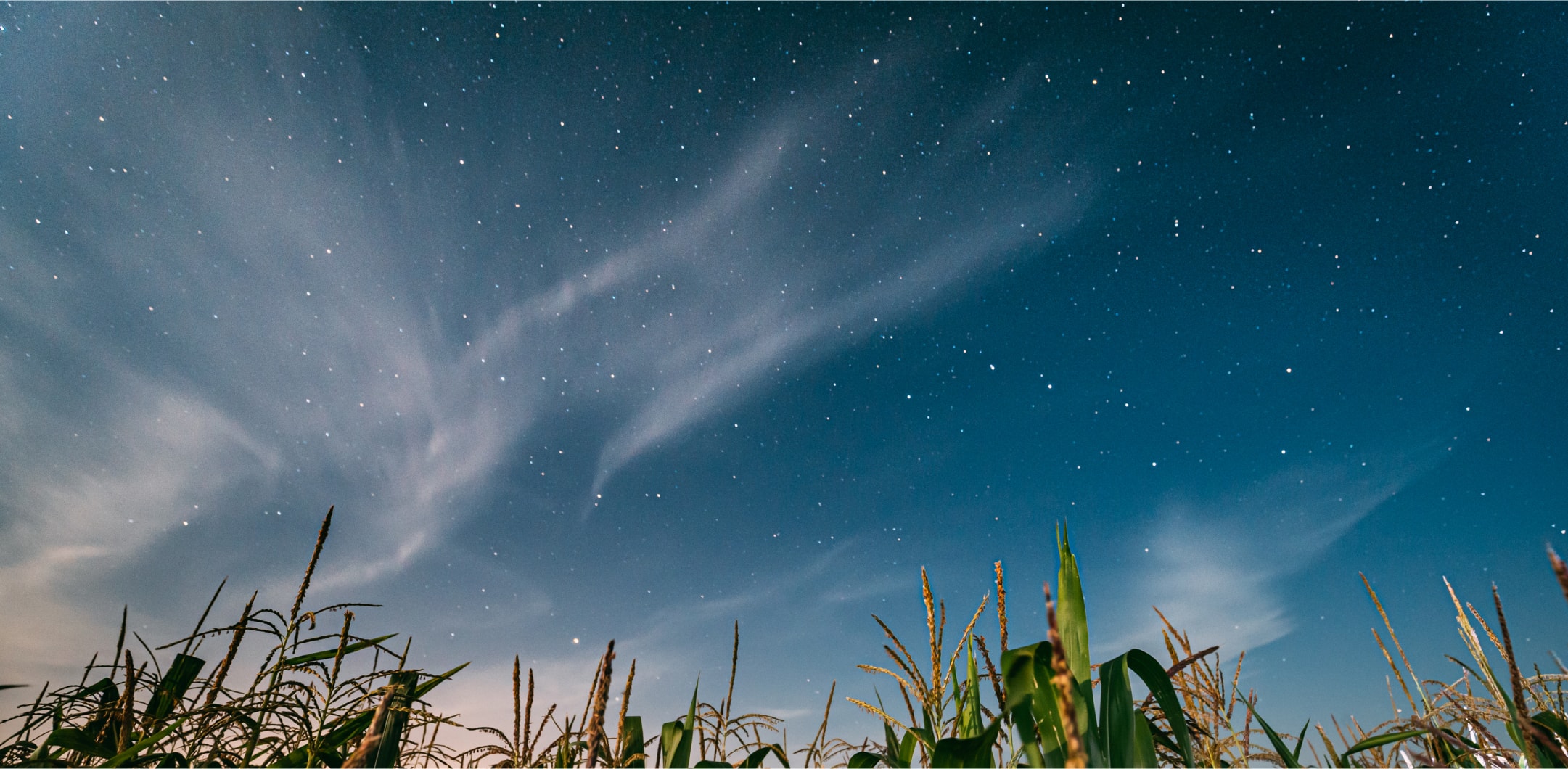 Night Sky Corn Field